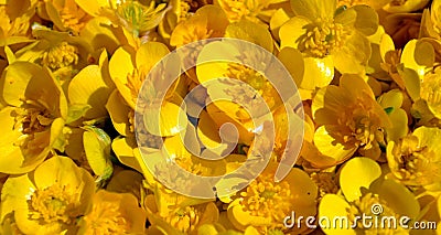 Ranunculus repens flowers background Stock Photo