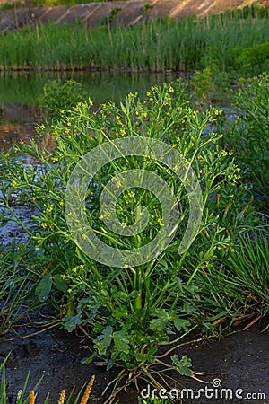 Ranunculus sceleratus, Celery-leaved buttercup, Ranunculaceae. Wild plant photographed in the spring Stock Photo