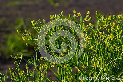 Ranunculus sceleratus, Celery-leaved buttercup, Ranunculaceae. Wild plant photographed in the spring Stock Photo