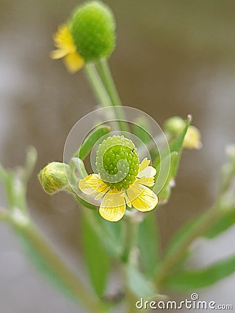 Ranunculus sceleratus Stock Photo