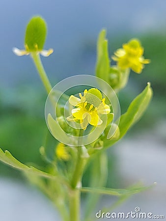 Ranunculus sceleratus Stock Photo