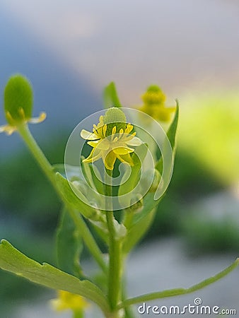 Ranunculus sceleratus Stock Photo