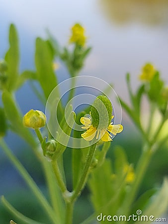 Ranunculus sceleratus Stock Photo