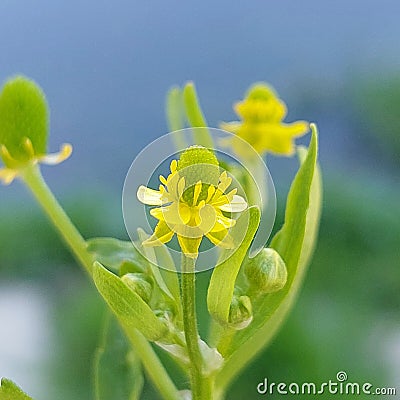 Ranunculus sceleratus Stock Photo