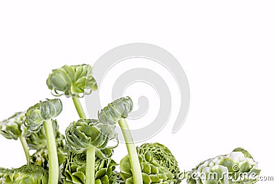 Ranunkulyus bouquet of red flowers on a white background Stock Photo