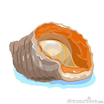 Rapana venosa or veined rapa whelk is large predatory sea snail, marine gastropod mollusc. Vector Illustration