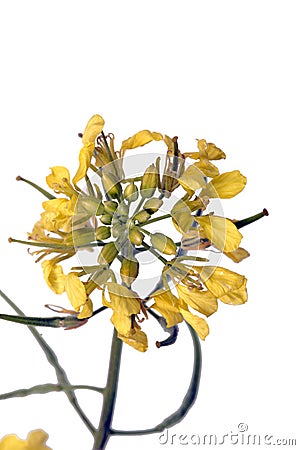 rapaseed (Brassica napus) flower Stock Photo