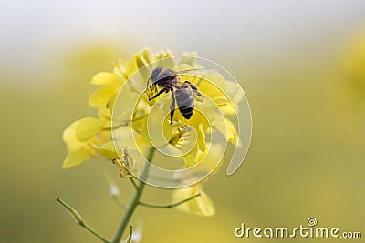 rapaseed flower with honey bee Stock Photo