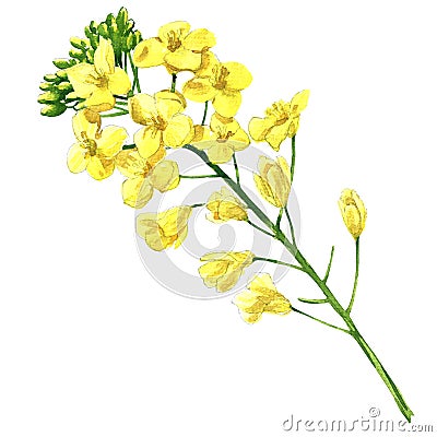 Rape blossom, flowering rapeseed canola or colza, blooming brassica napus flower, plant for oil industry and green Cartoon Illustration