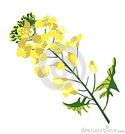 Rape blossom, flowering rapeseed canola or colza, blooming brassica napus yellow flower, oil seed, plant for oil Vector Illustration