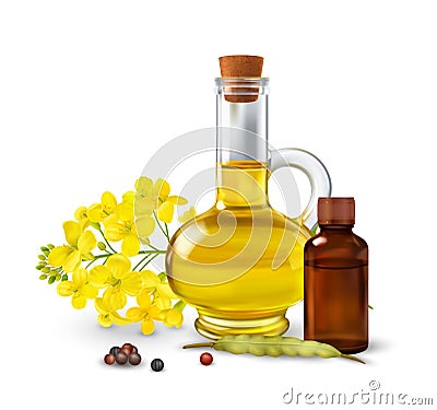 Rape Canola Concept Vector Illustration