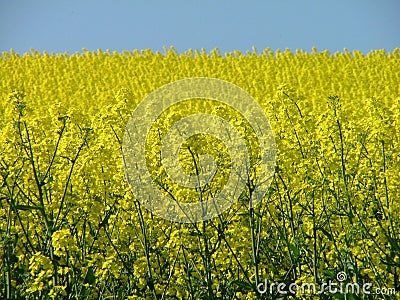 field Stock Photo