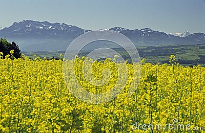 field Stock Photo