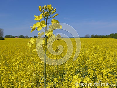 field on the Baltic Sea coast in spring Stock Photo