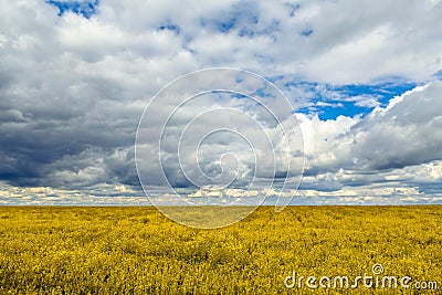 Rape field with cloudy sky background Stock Photo