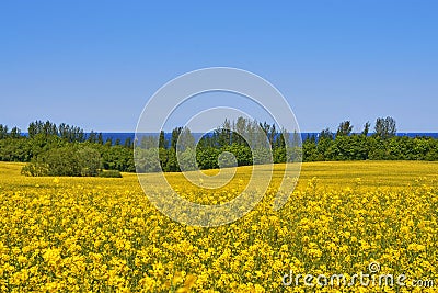 Rape field overlooking the Baltic Sea with sailboats Stock Photo