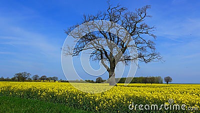 field in spring on a sunny day Stock Photo