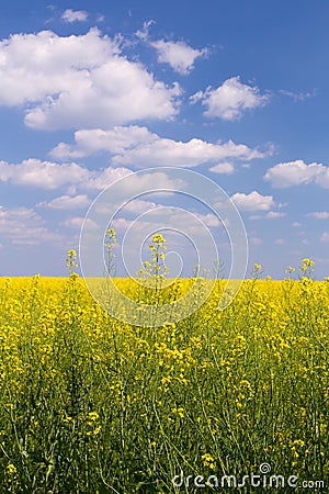 field under blue cloudy sky Stock Photo