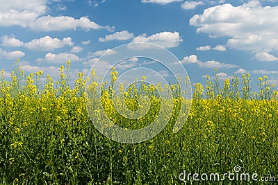 field under blue cloudy sky Stock Photo