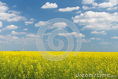 field under blue cloudy sky Stock Photo