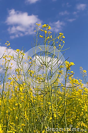 field under blue cloudy sky Stock Photo