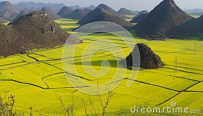 flower field of Luoping Stock Photo