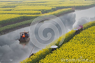 Rape flower field in rain, Jiangsu, China Stock Photo