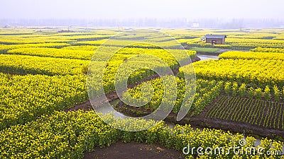 flowers field Stock Photo