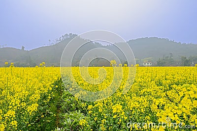 flowers in foggy sunny spring Stock Photo