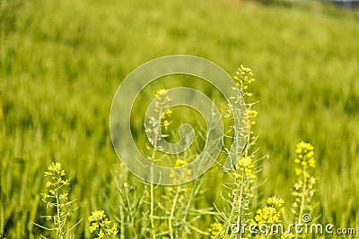 flowers Stock Photo