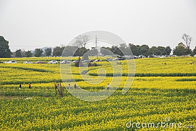Nanjing yaxi international slow city canola pastoral scenery agricultural Editorial Stock Photo