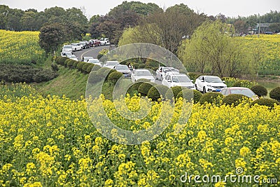 Nanjing yaxi international slow city canola pastoral scenery agricultural Editorial Stock Photo