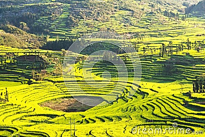 in full bloom in luoping county in yunnan province Stock Photo