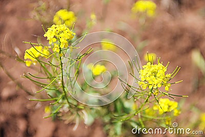 Rape: a green bush with small yellow flowers - a perennial herb with two-year shoots on brown fuzzy background. Stock Photo