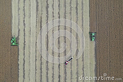 Rape harvest using combine harvester on summer field. Mechanical harvesting of oilseed rape Brassica napus. Editorial Stock Photo