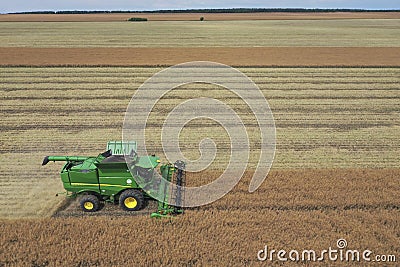 Rape harvest using combine harvester on summer field. Mechanical harvesting of oilseed rape Brassica napus. Editorial Stock Photo