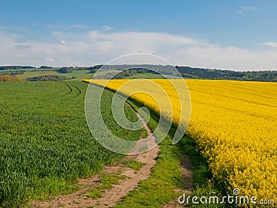 plant field Stock Photo