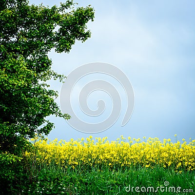 plant field - Danish summer Stock Photo