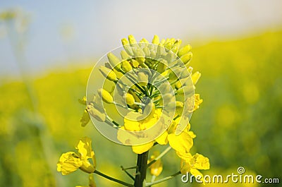 Rape. Rapeseed field during flowering. Cabbage family. Oilseed culture. Agriculture. Farming. Soft selective focus. Blurred Stock Photo