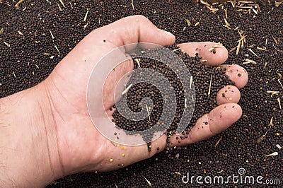 seed Stock Photo