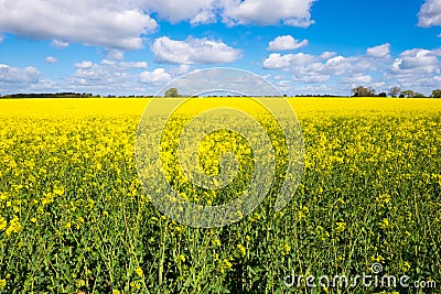 Seed Field Stock Photo