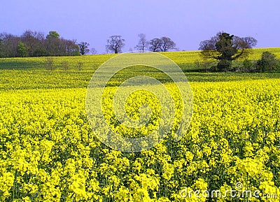 Seed Field in Spring Stock Photo