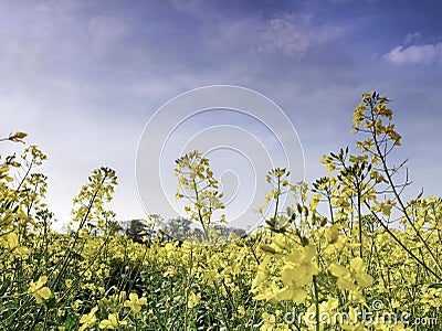 seed flowers Stock Photo