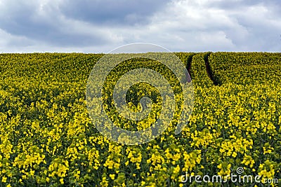 Rape seed flowers at a blue sky with white clouds Stock Photo