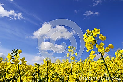 seed flowers in field with blue sky and clouds in summertime Stock Photo