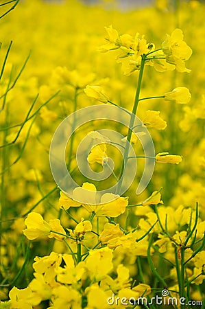 Seed flowers Stock Photo