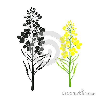 Rape vector set Brassica napus flower Canola icon Vector Illustration