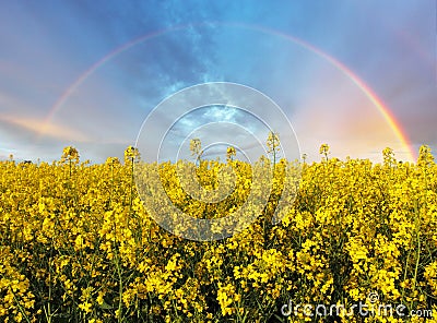 yellow field with rainbow Stock Photo