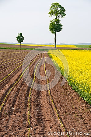 and young shoots of maize. Stock Photo