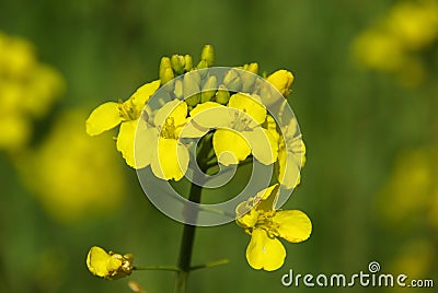 Rapeseed 07 Stock Photo